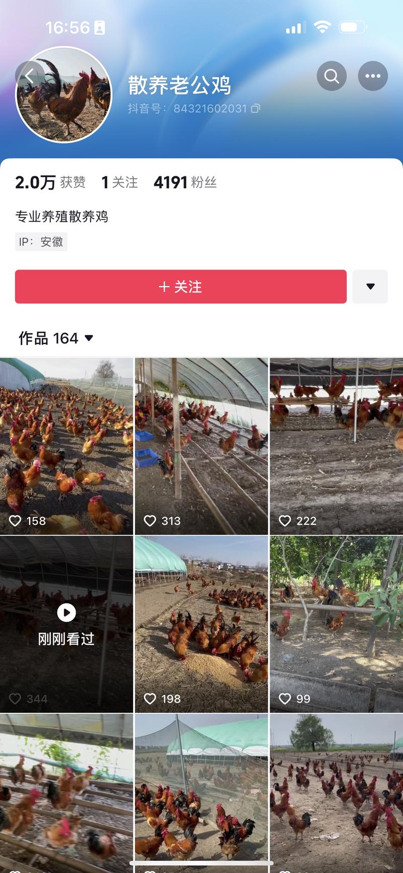 抖音上看到的卖家禽散养…#情报-搞钱线报📢论坛-网创交流-优创圈